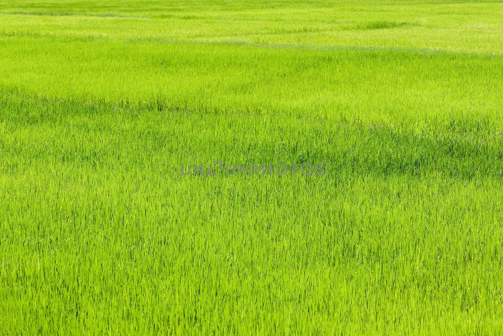 Paddy