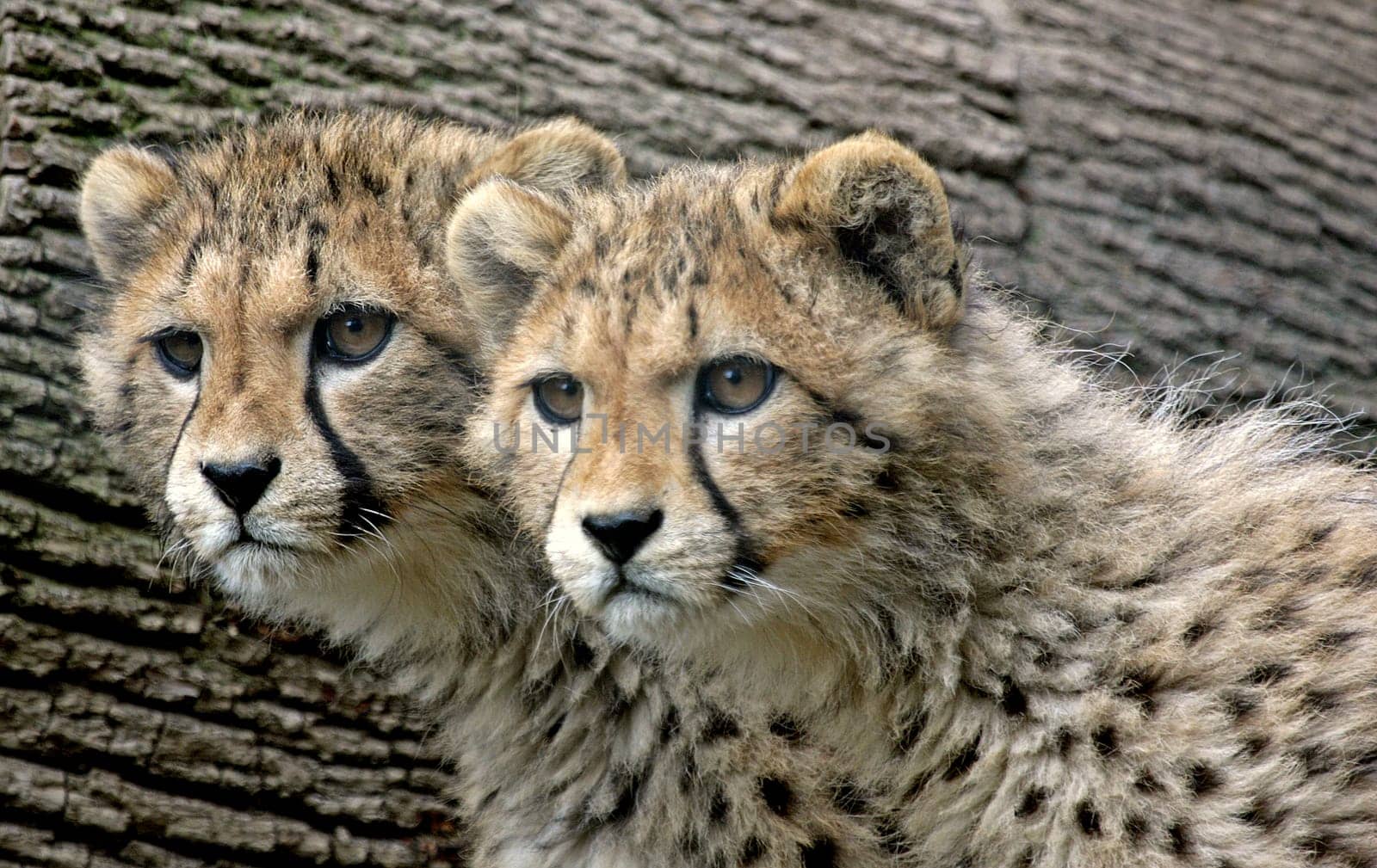 Sibling