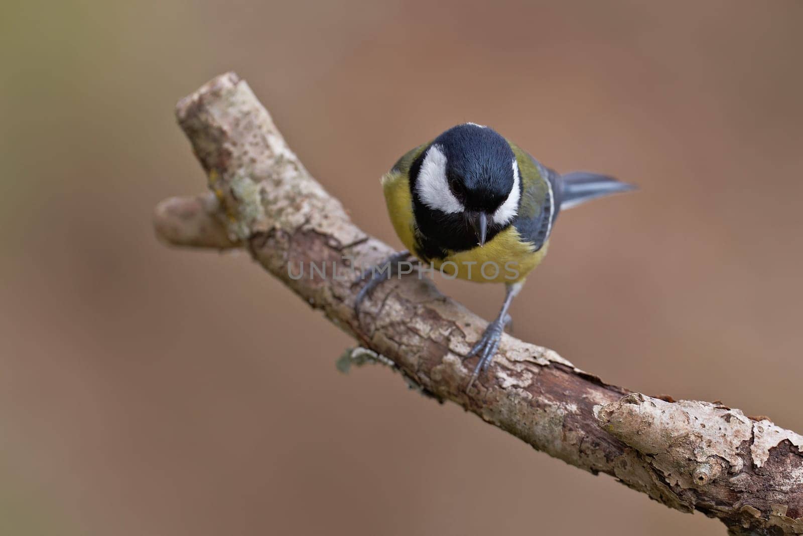 Great Tit, Parus major
