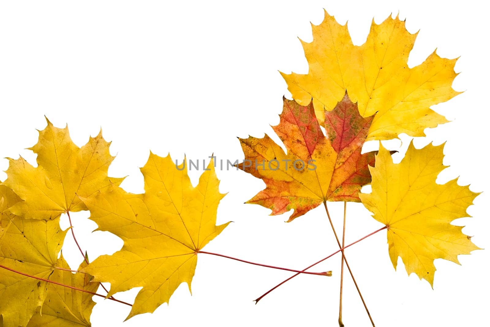 Autumn leaves