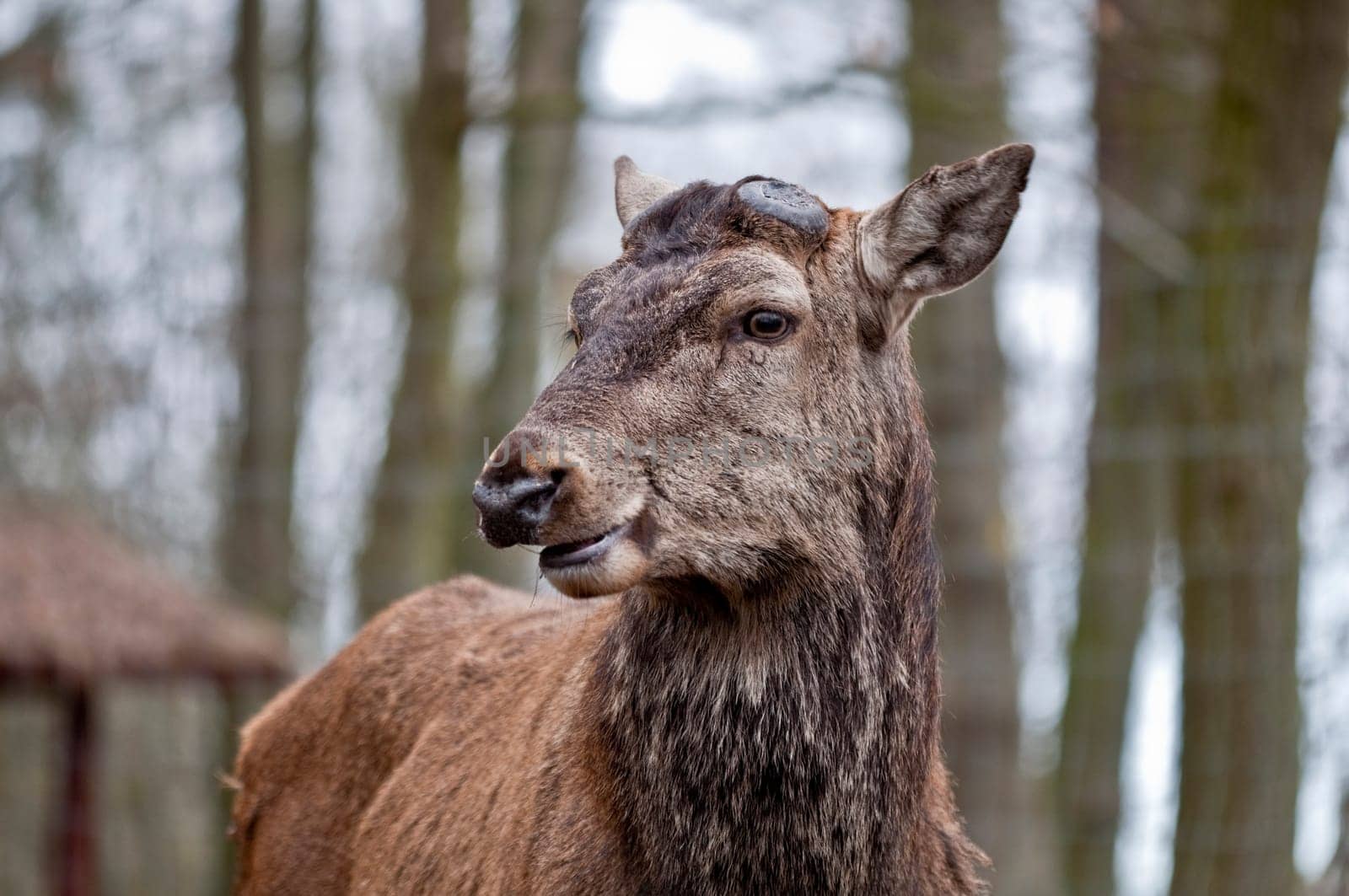 Red deer - Cervus elaphus