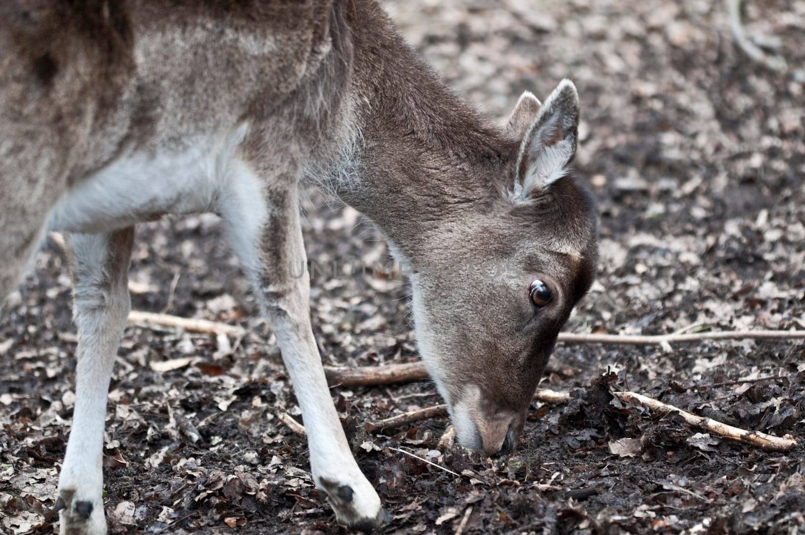 Red deer - Cervus elaphus