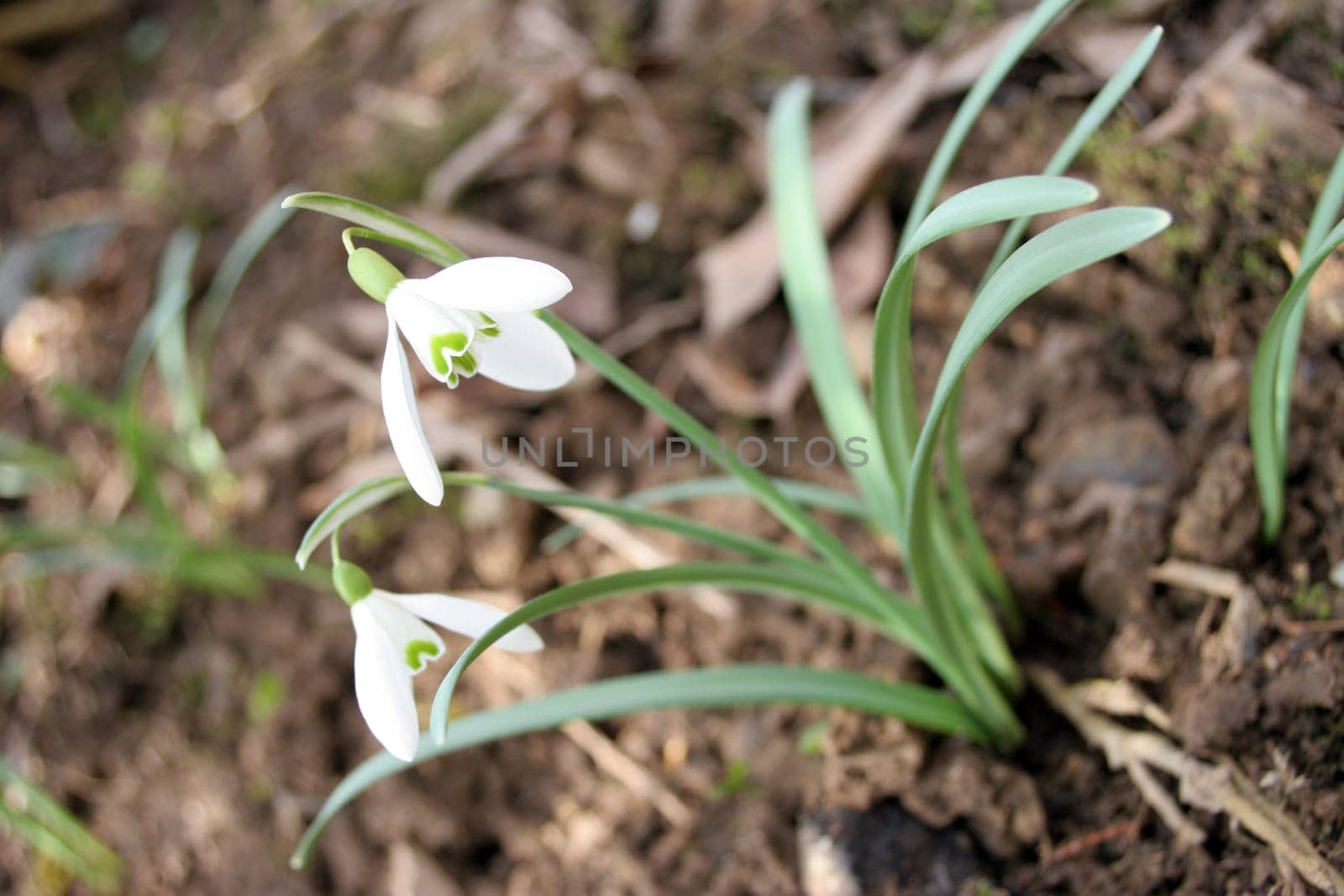 Snowdrop
