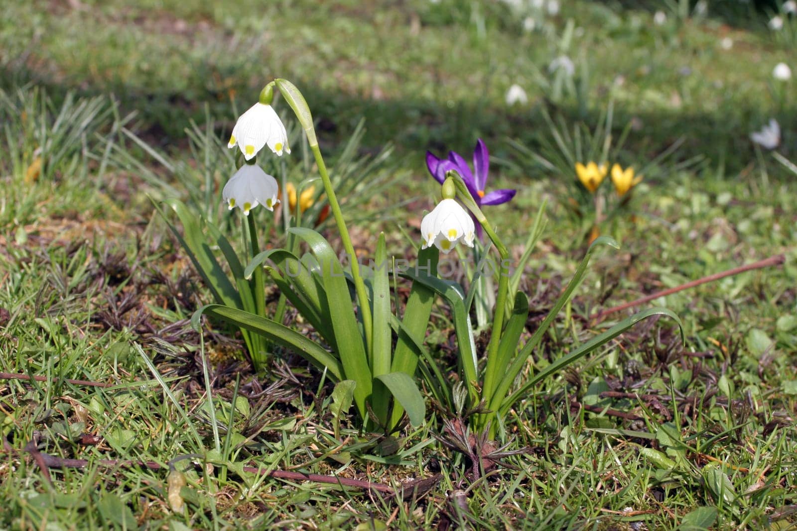 Spring Meadow