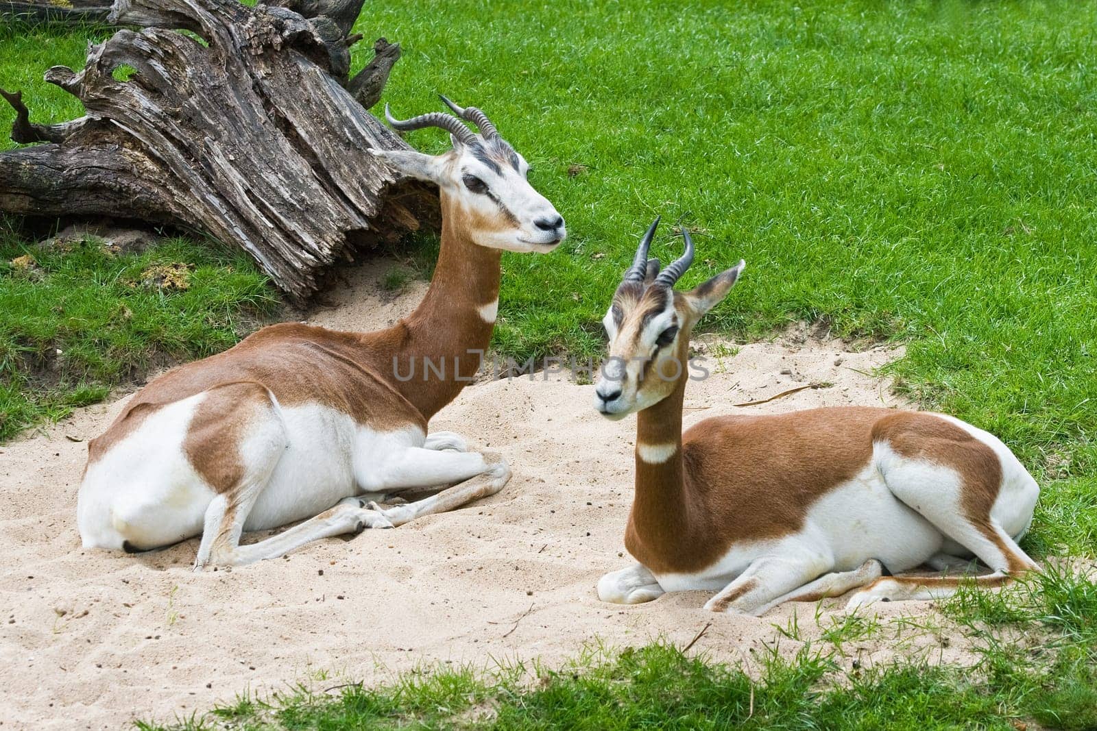Mhorr Gazelles resting