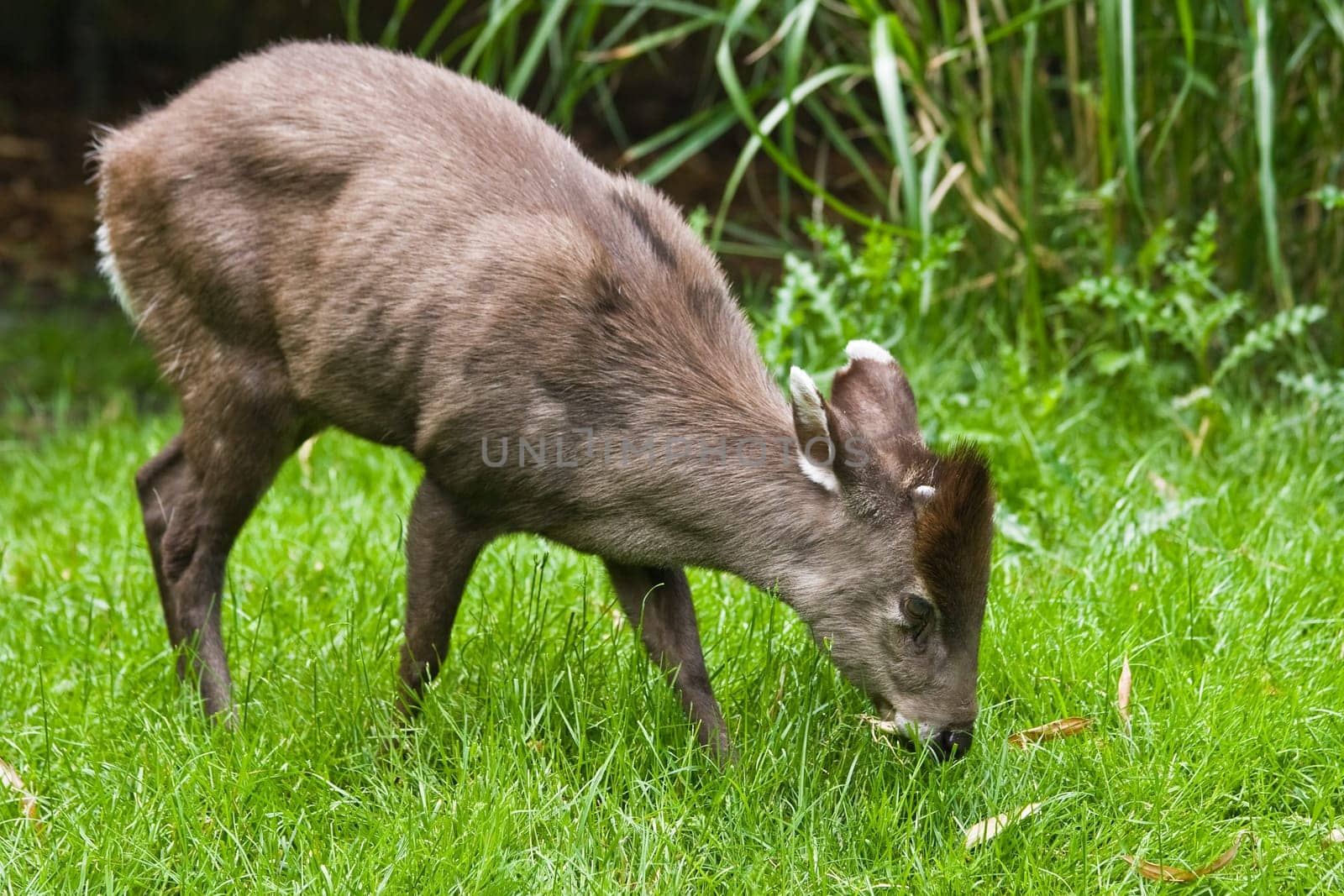 tufted Deer eating grass