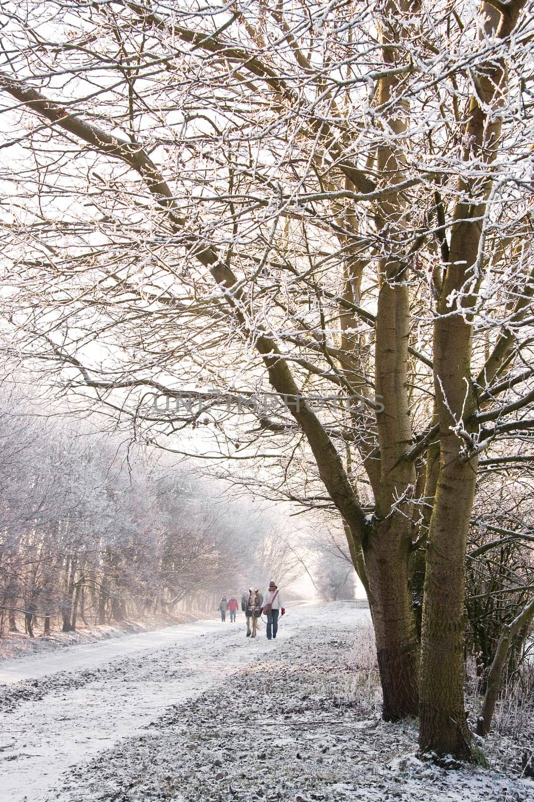 Snowy landscape