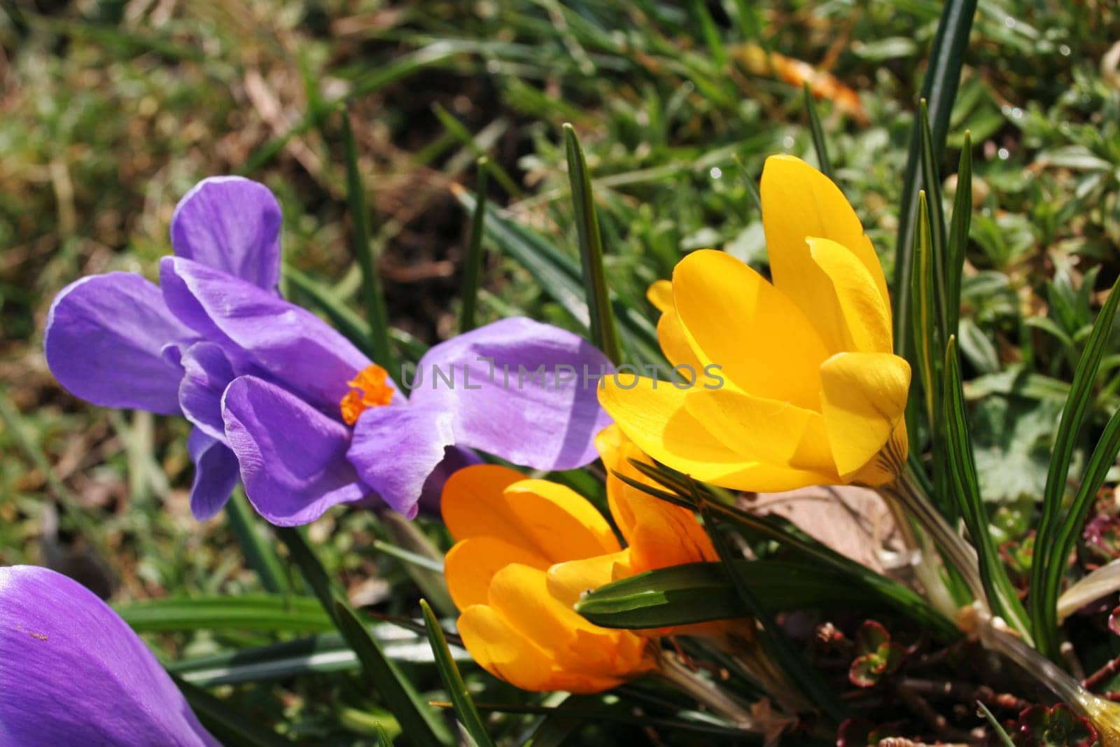 Spring Flowers