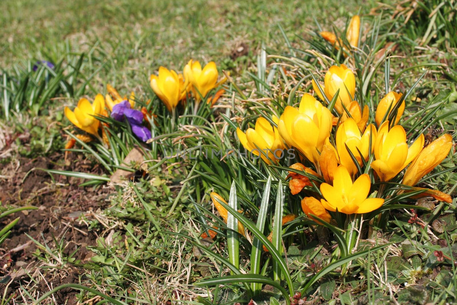 spring