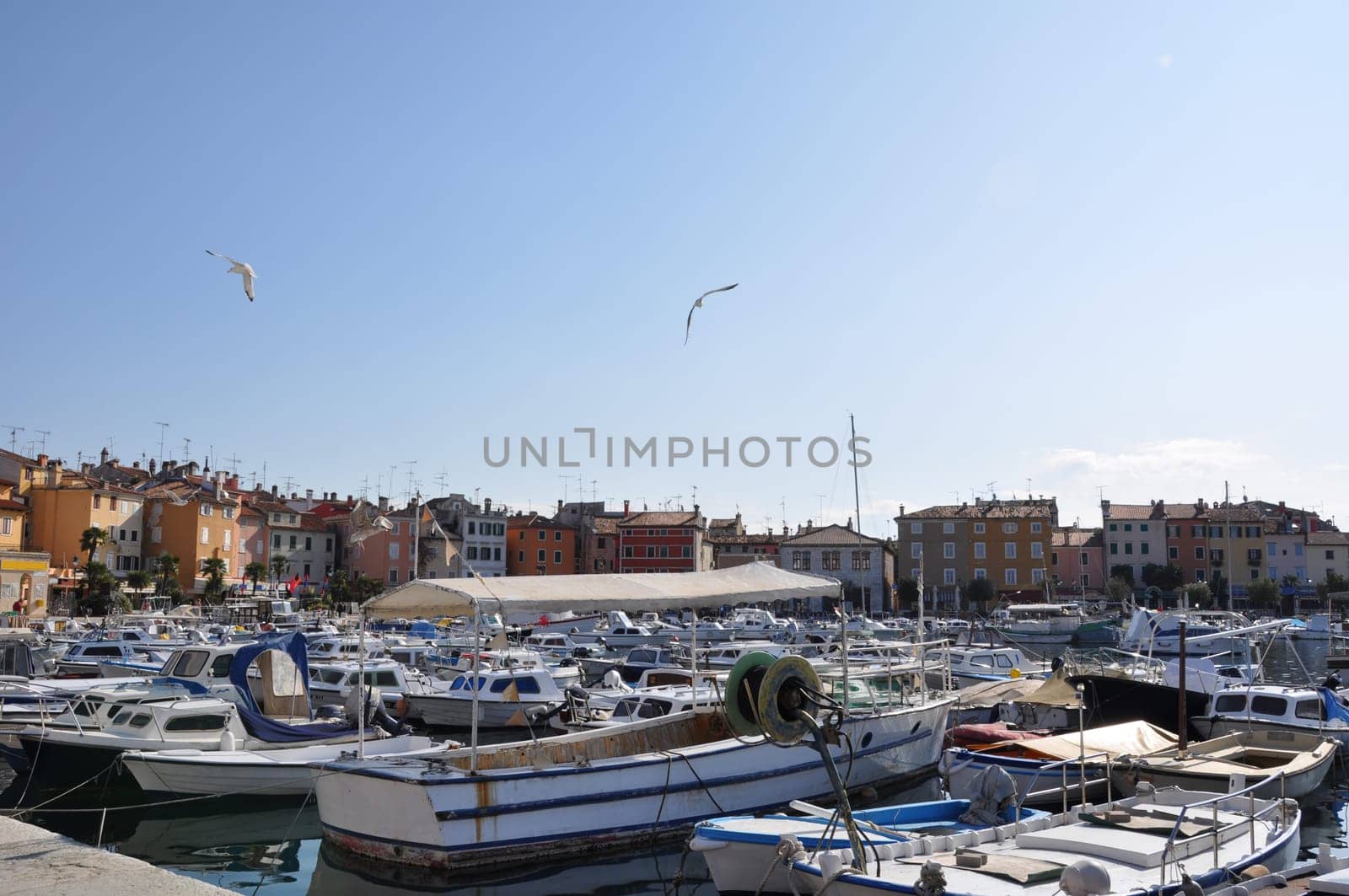 Colourful Croatian  Marina with seagulls