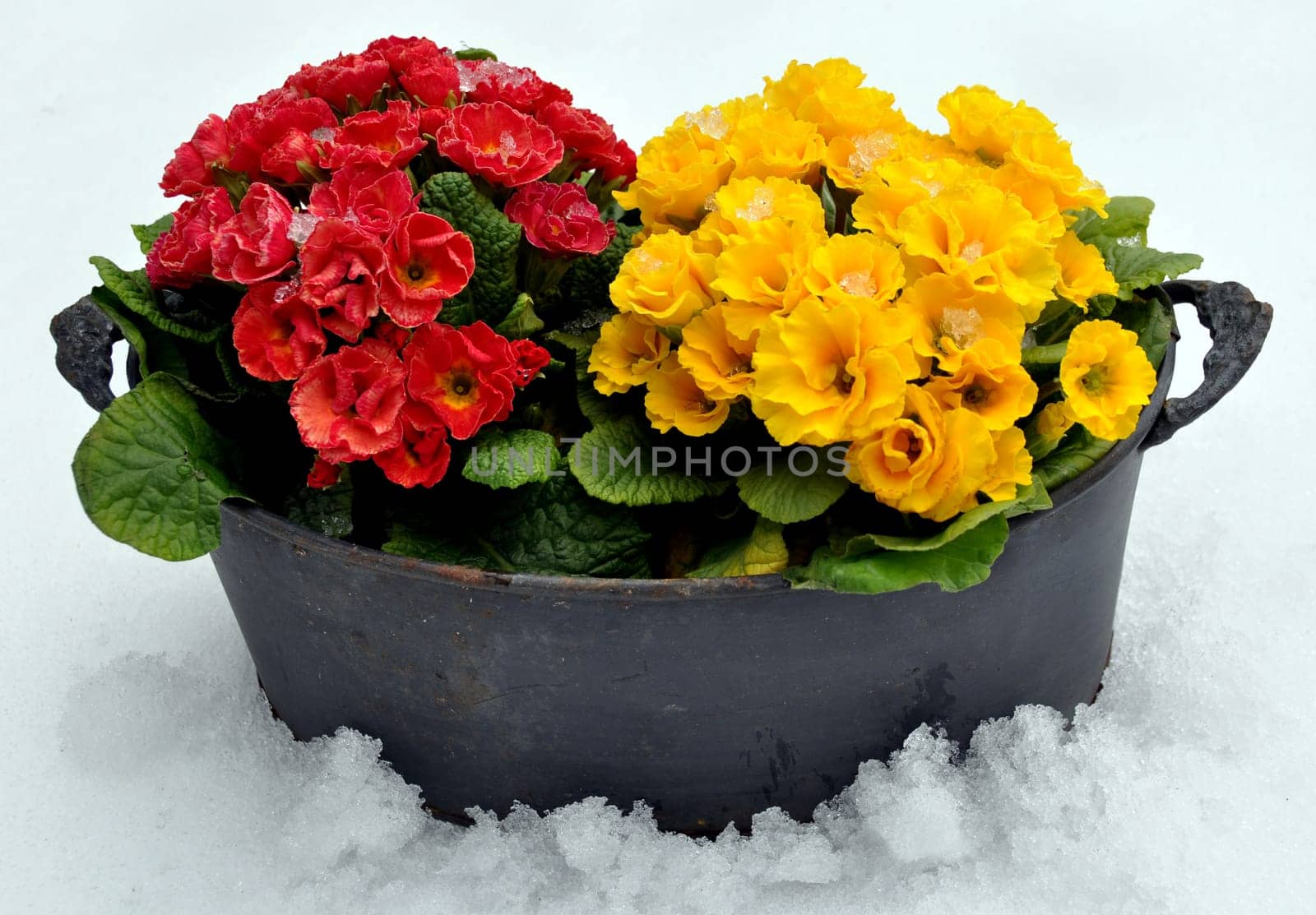 Spring flowers in snow
