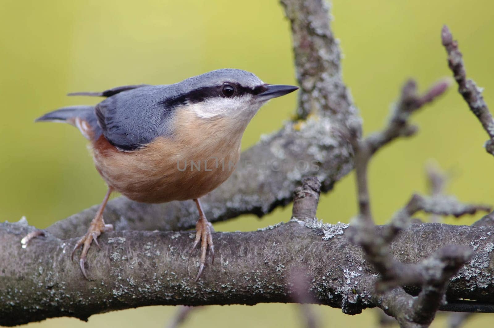 Nuthatch,Sitta europaea