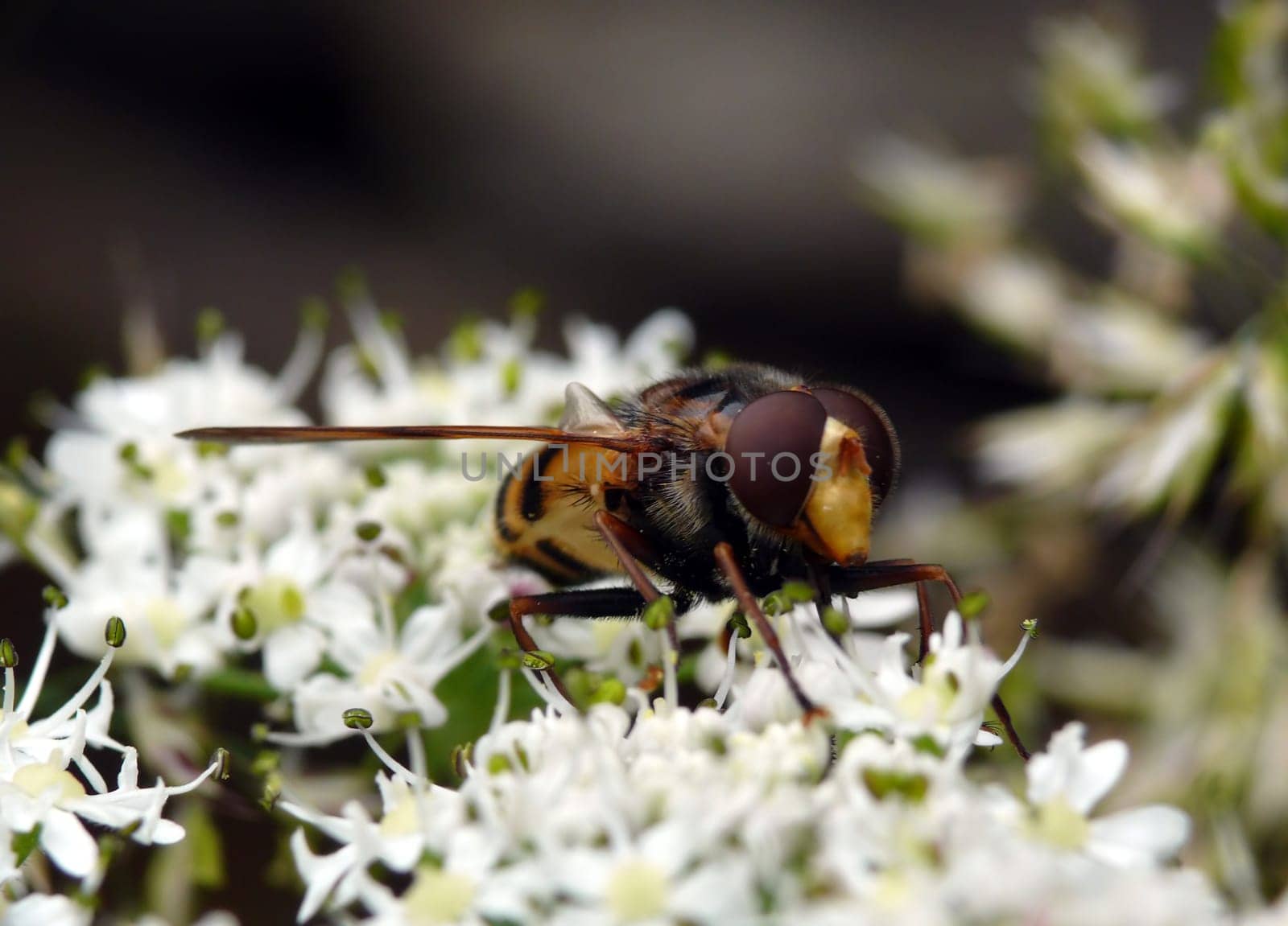 Hoverfly