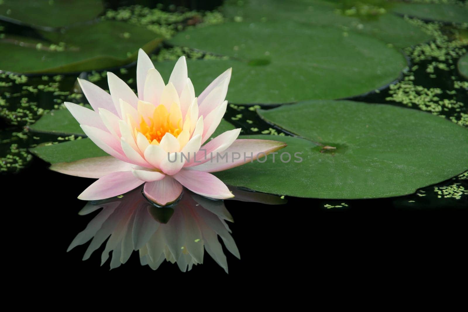 Water Lily