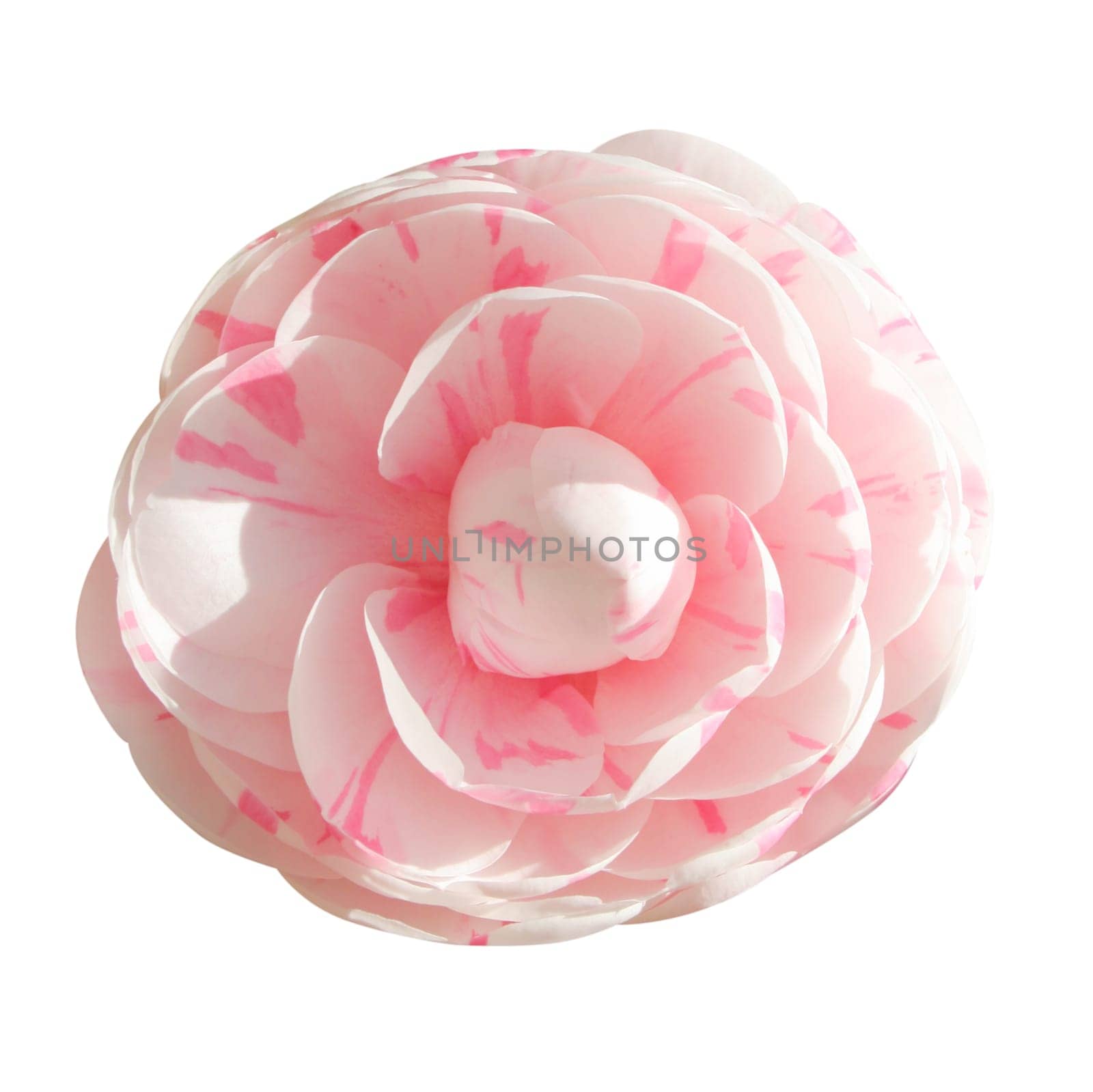 Camellia isolated on white background