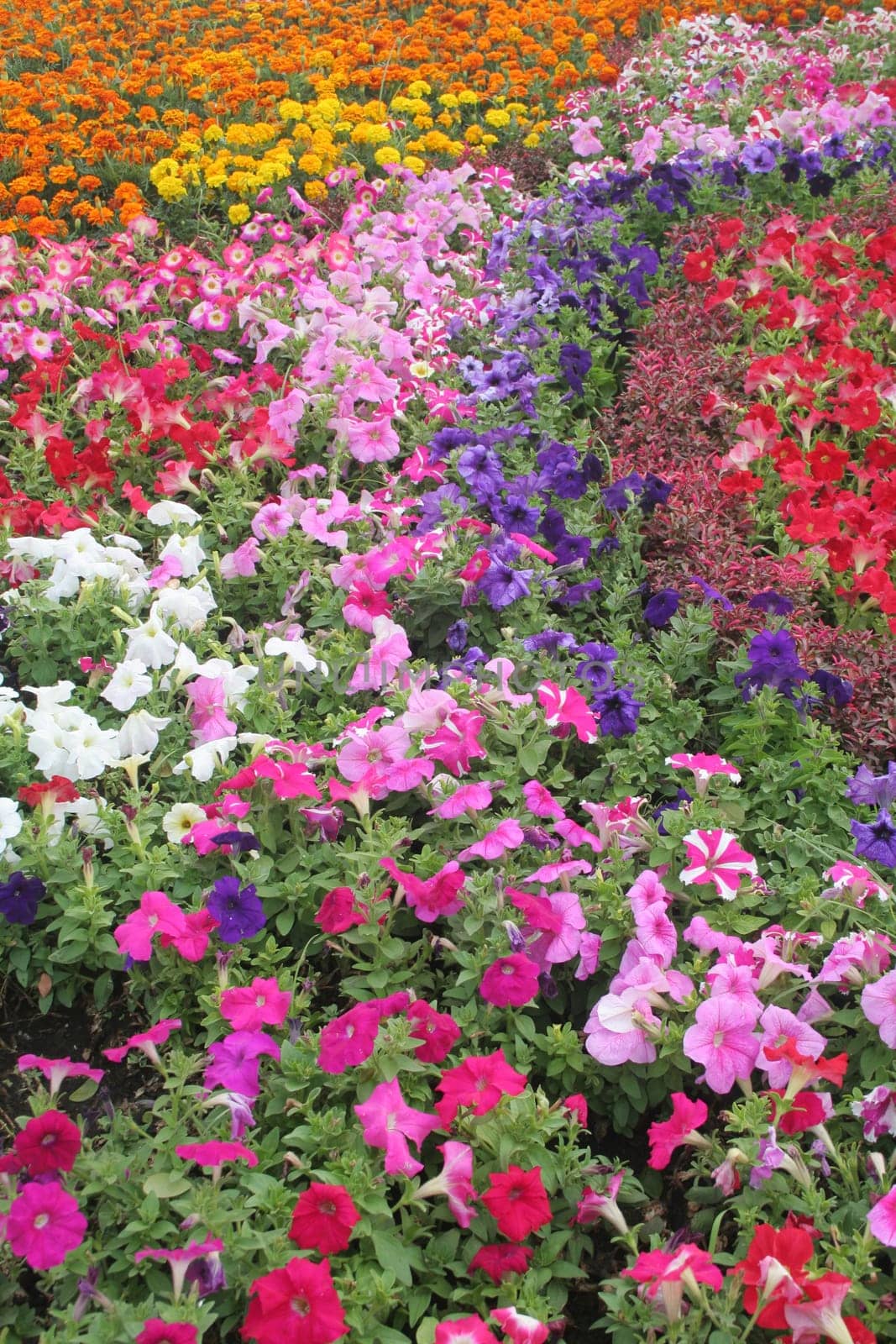 Spring flower field