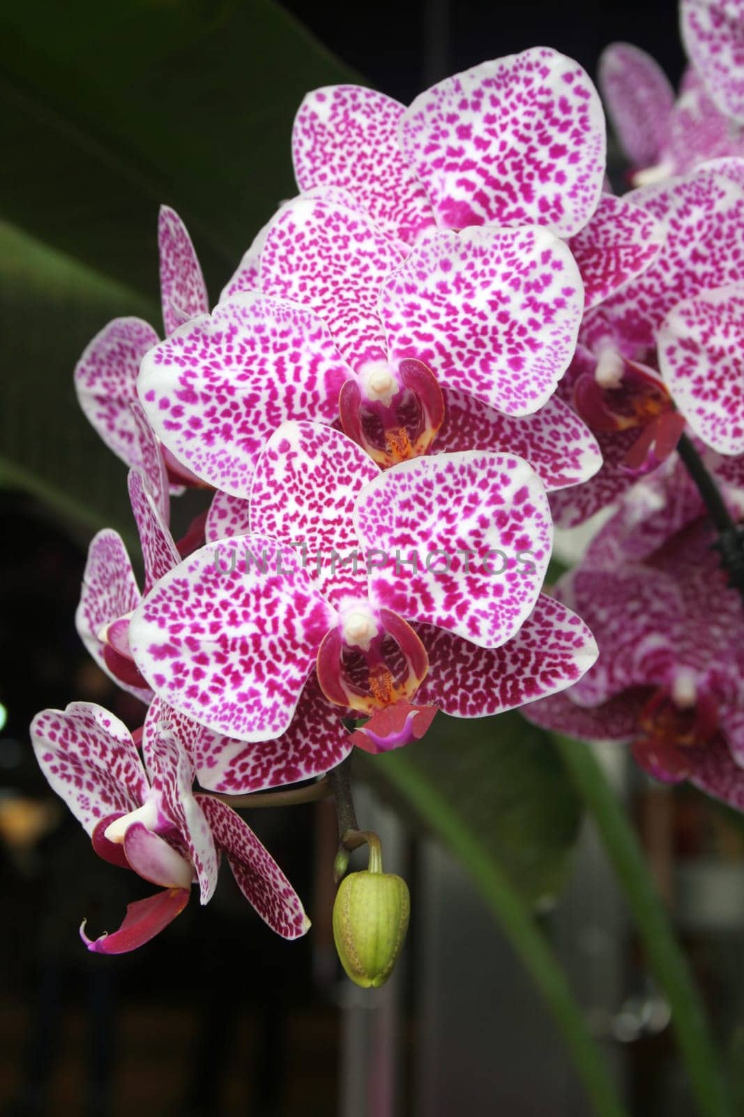 Orchid