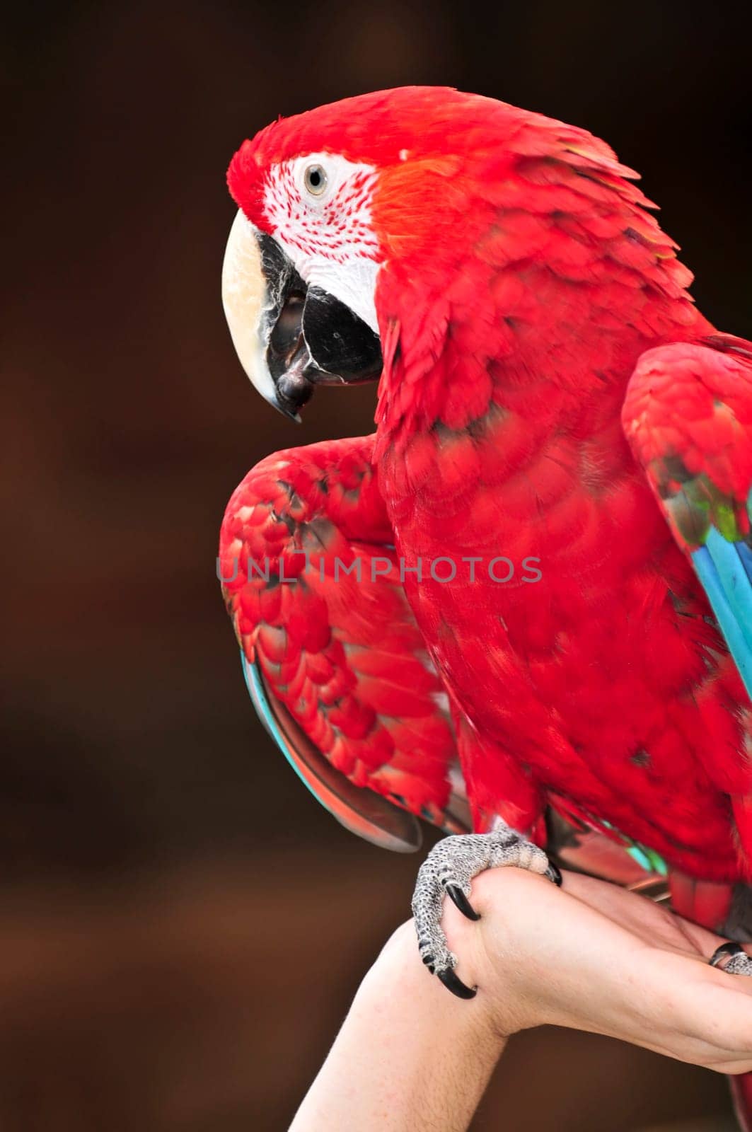 Scarlet Macaw