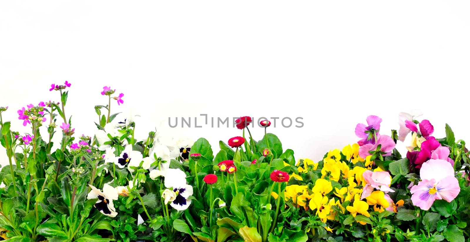 Flowers Background
