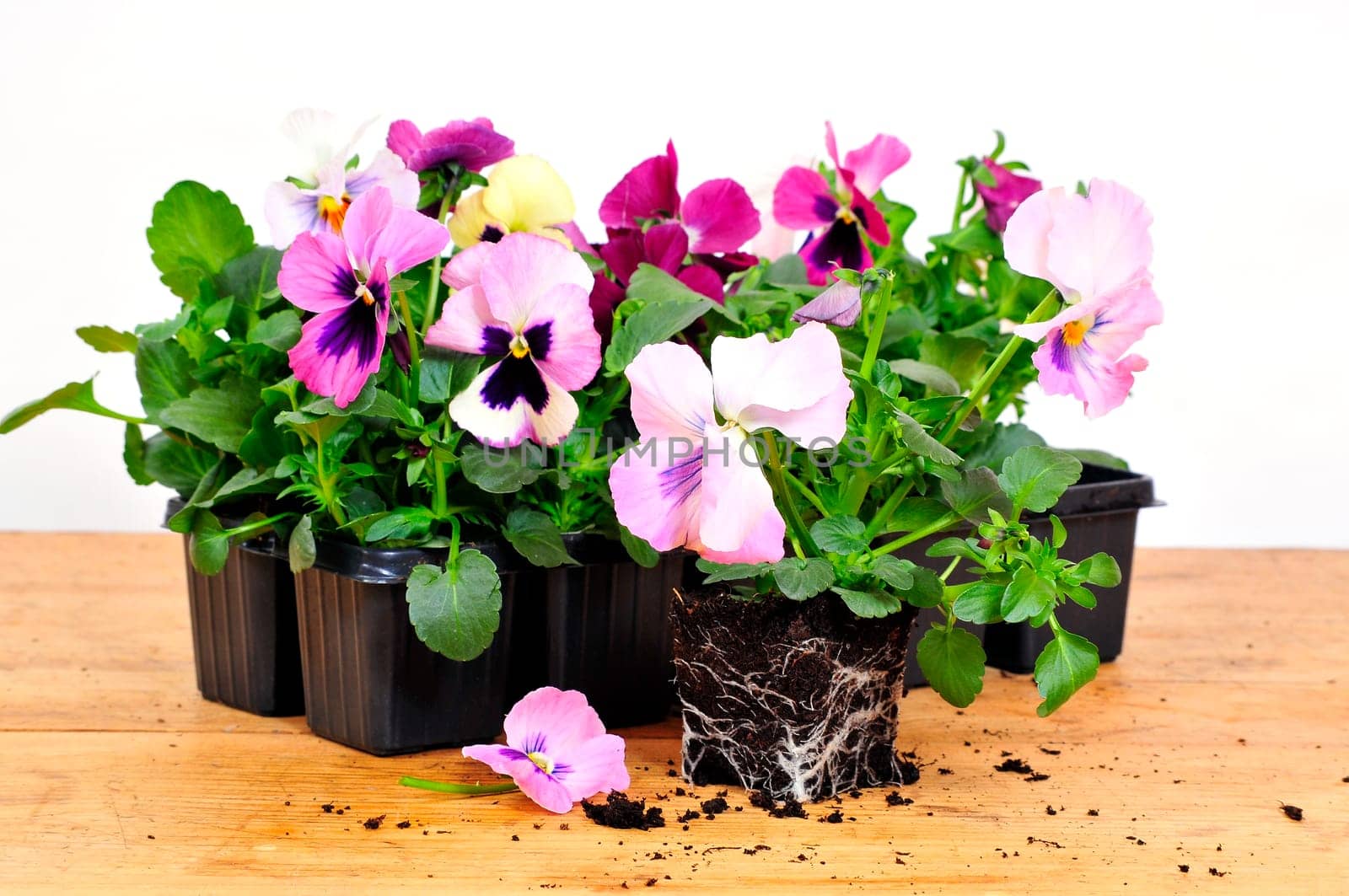 Planting pansies