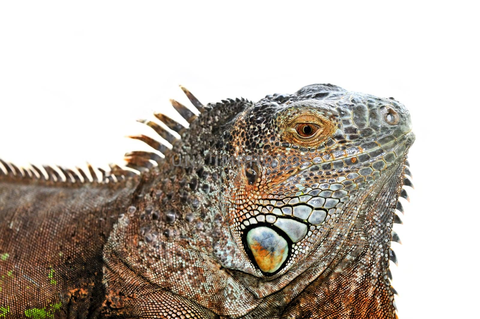 Green Iguana