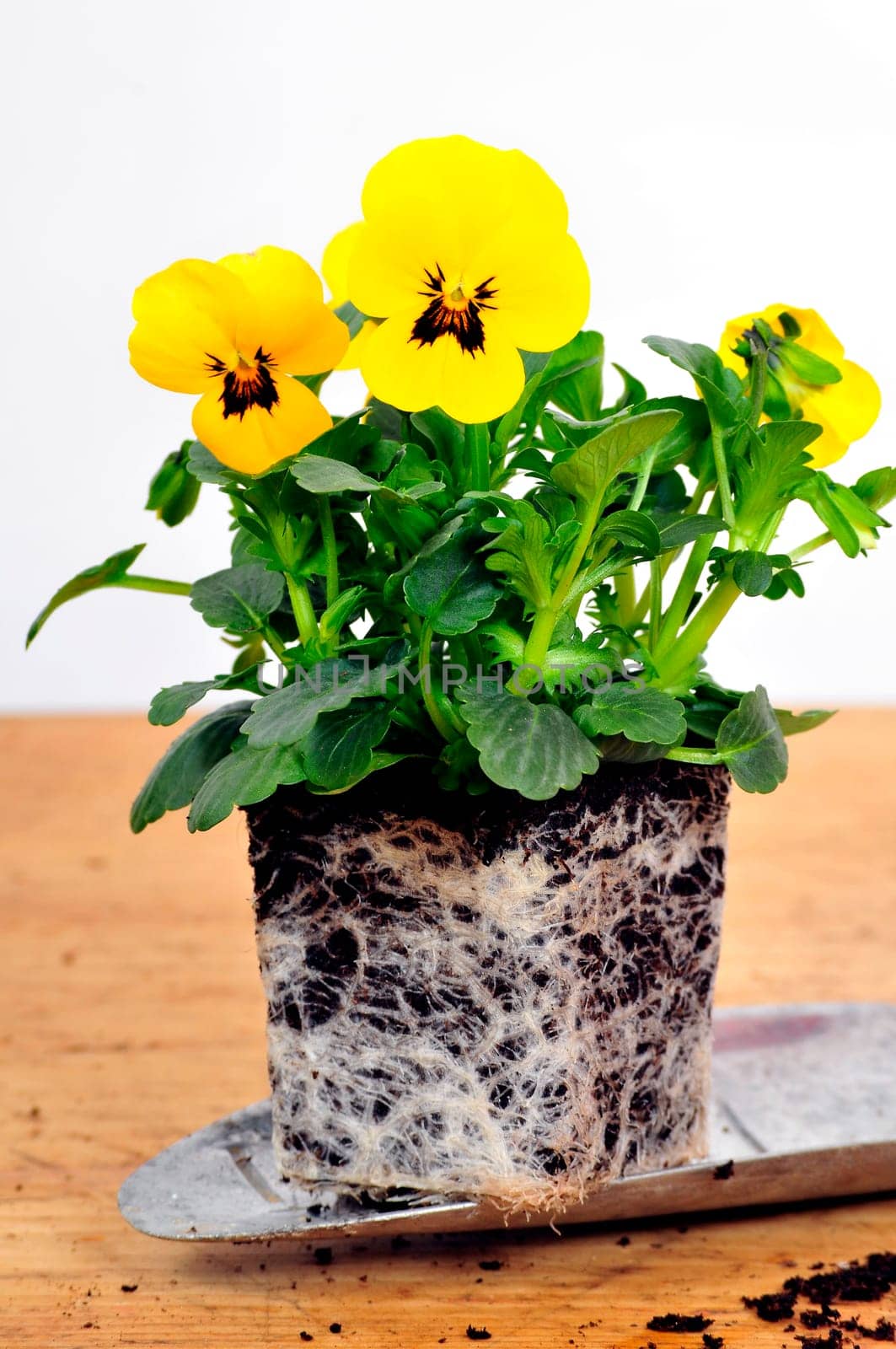 Planting Time Spring