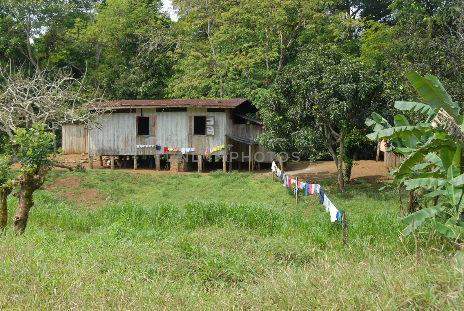 Wooden house in tropical garden
