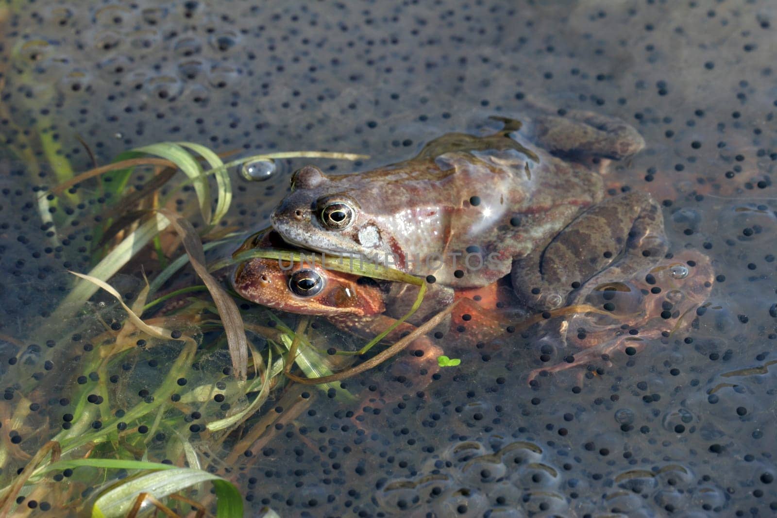Frog10
