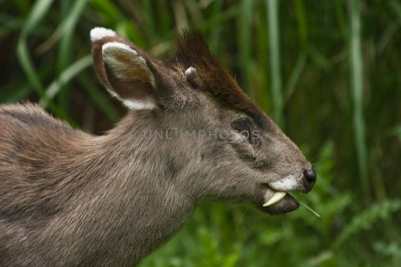 tufted Deer male