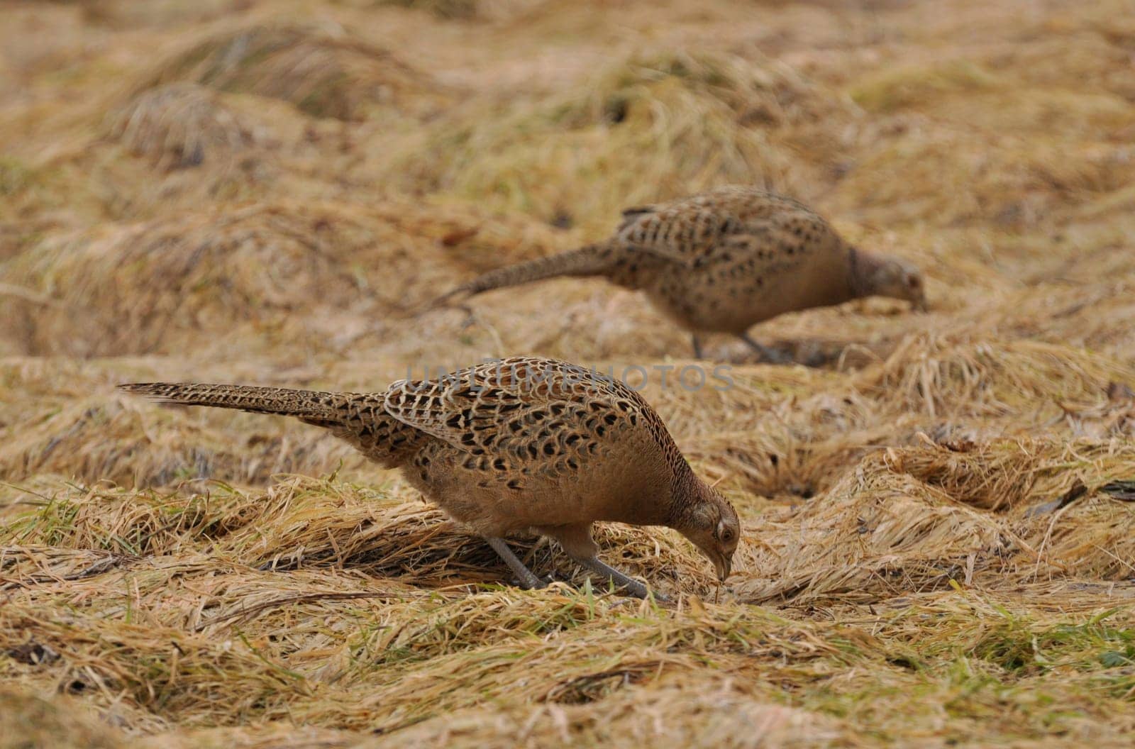 Pheasant hens 2