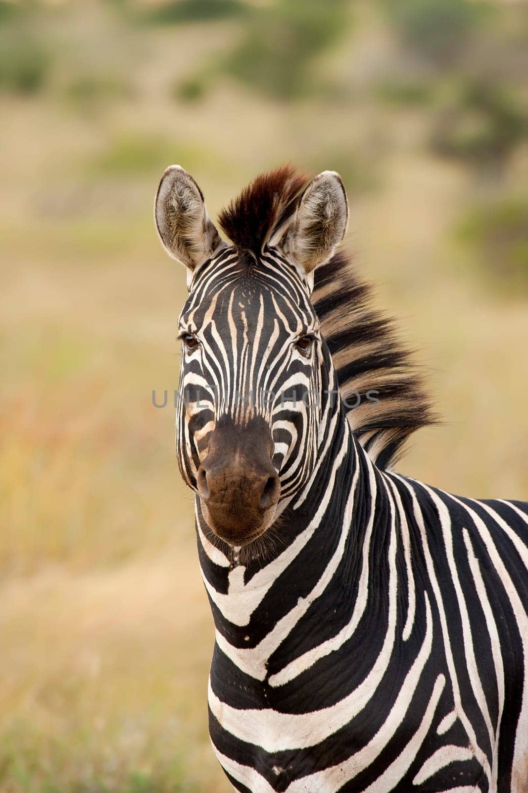 Zebra