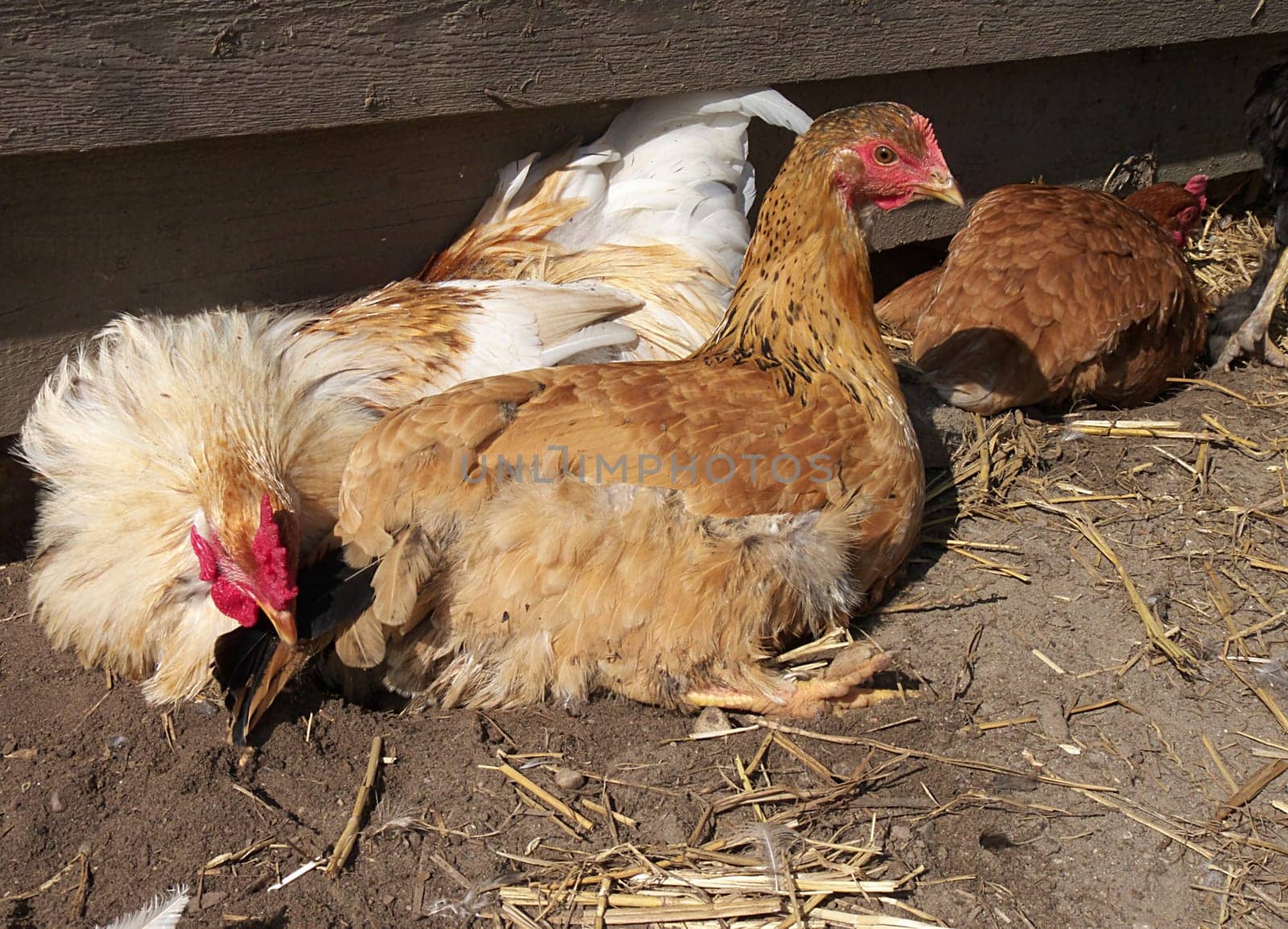 Chickens bathing in the sand