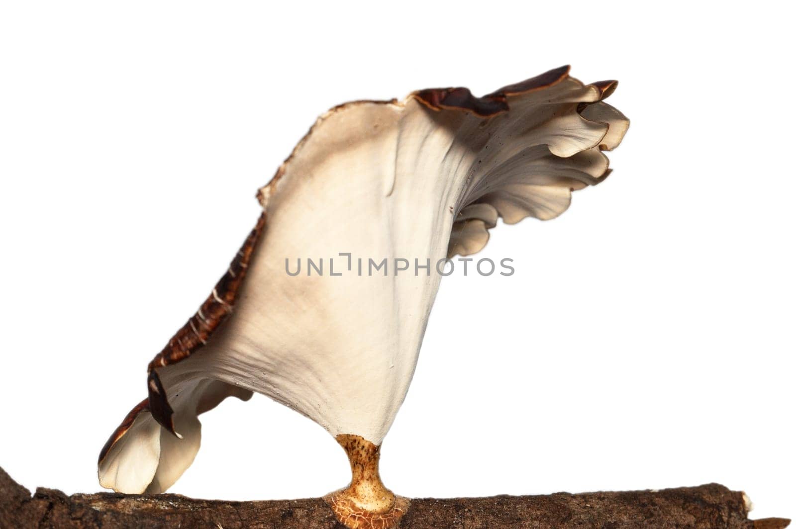 Tree mushroom isolated on white.