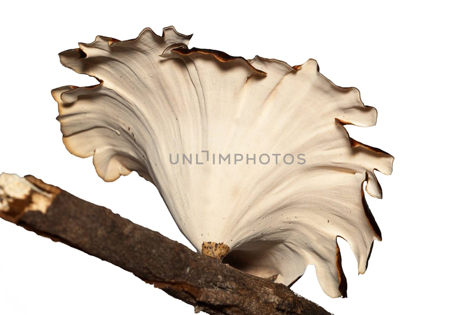 Tree mushroom isolated on white.