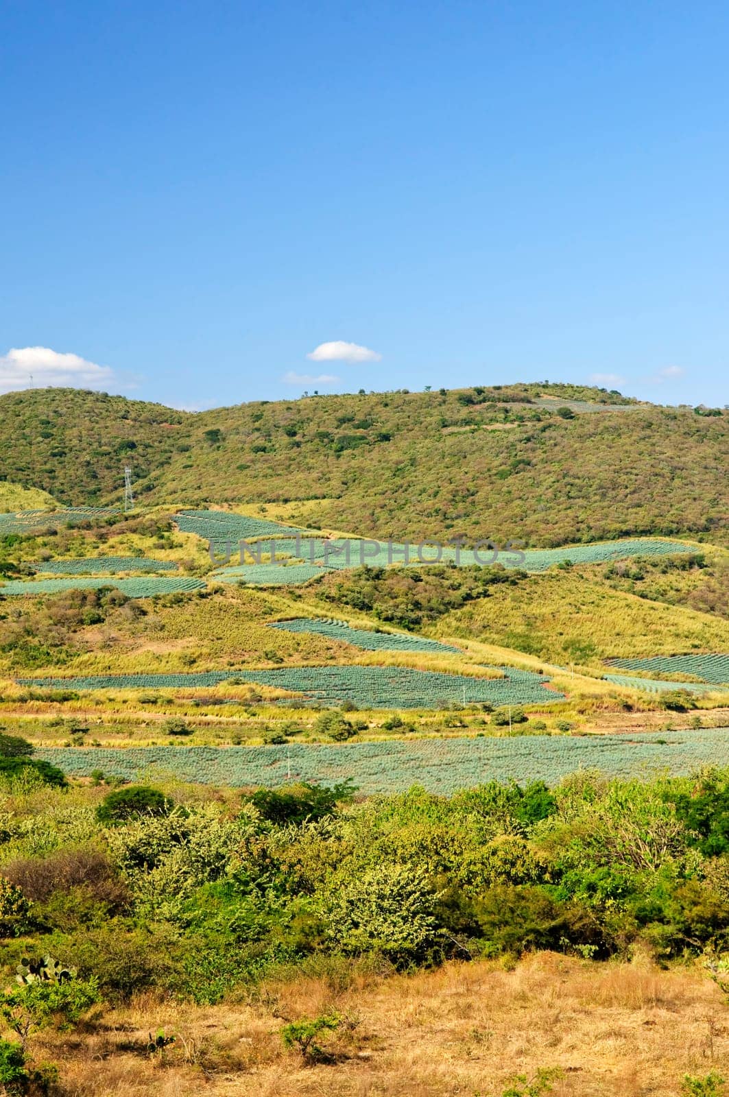 Agave cactus field landscape in Mexico