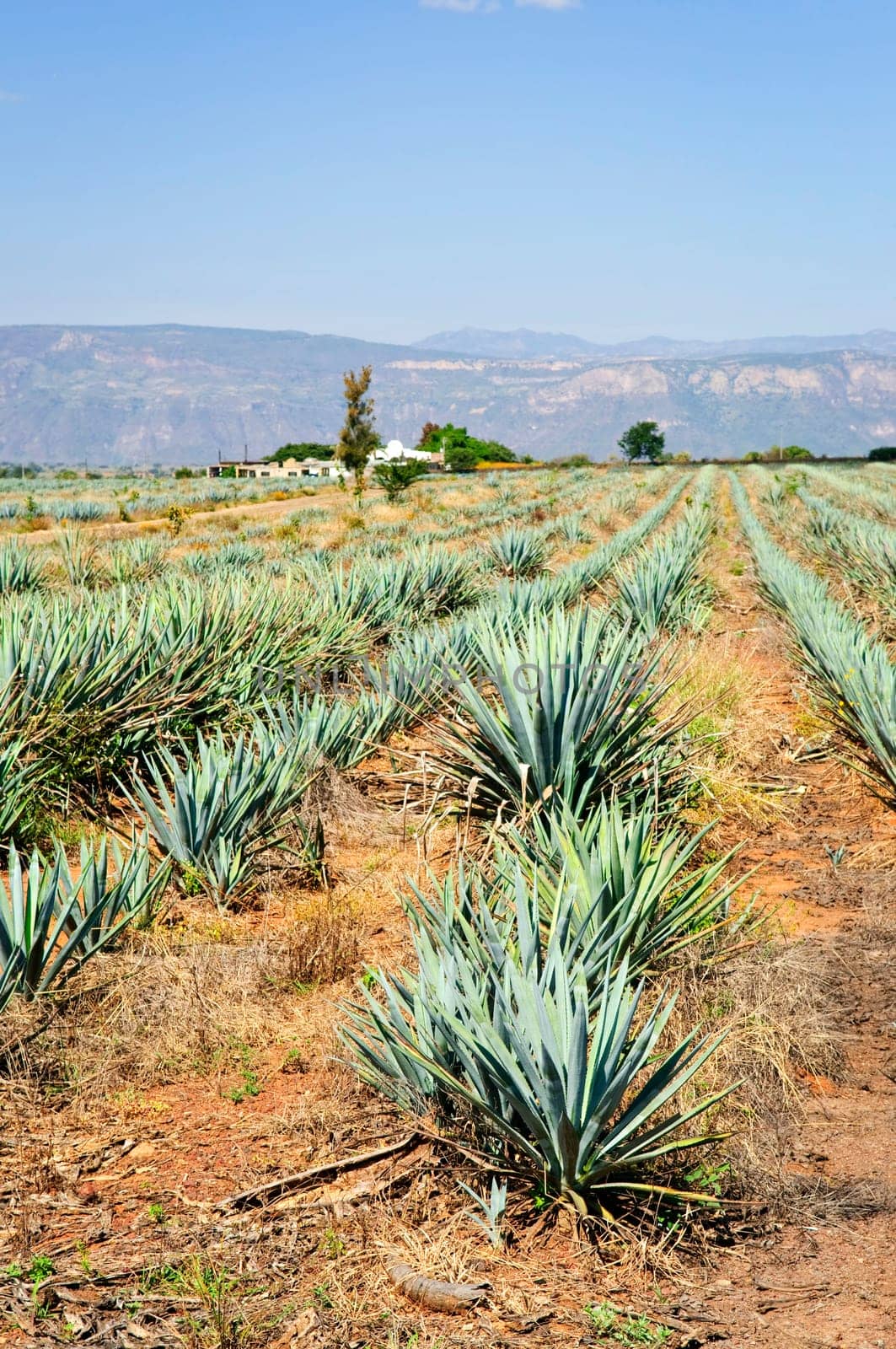 Agave cactus field in Mexico