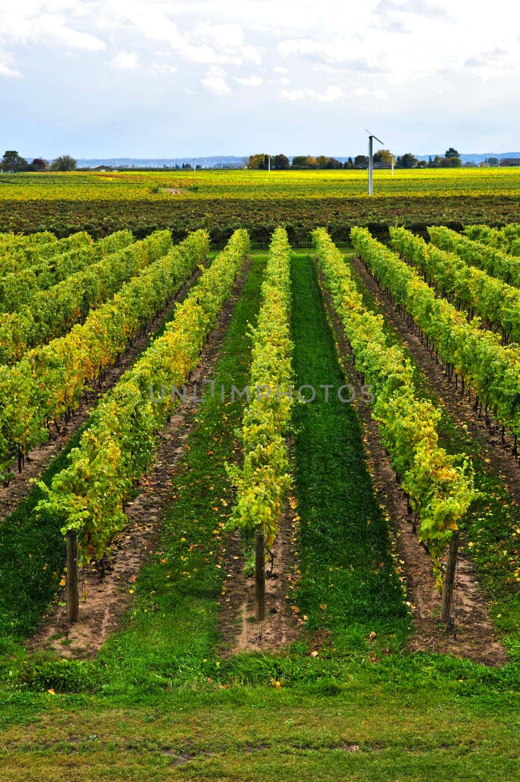 Vineyard