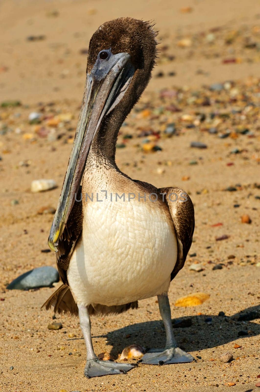 Pelican on beach in Mexico