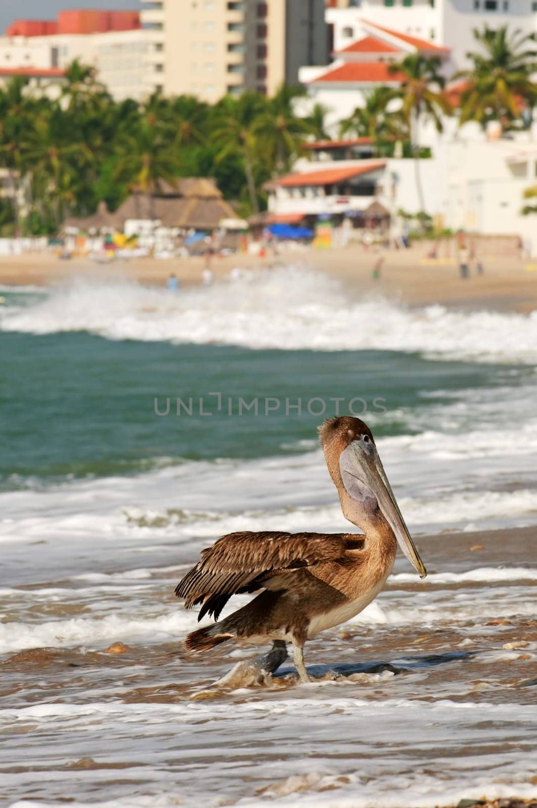 Pelican on beach in Mexico