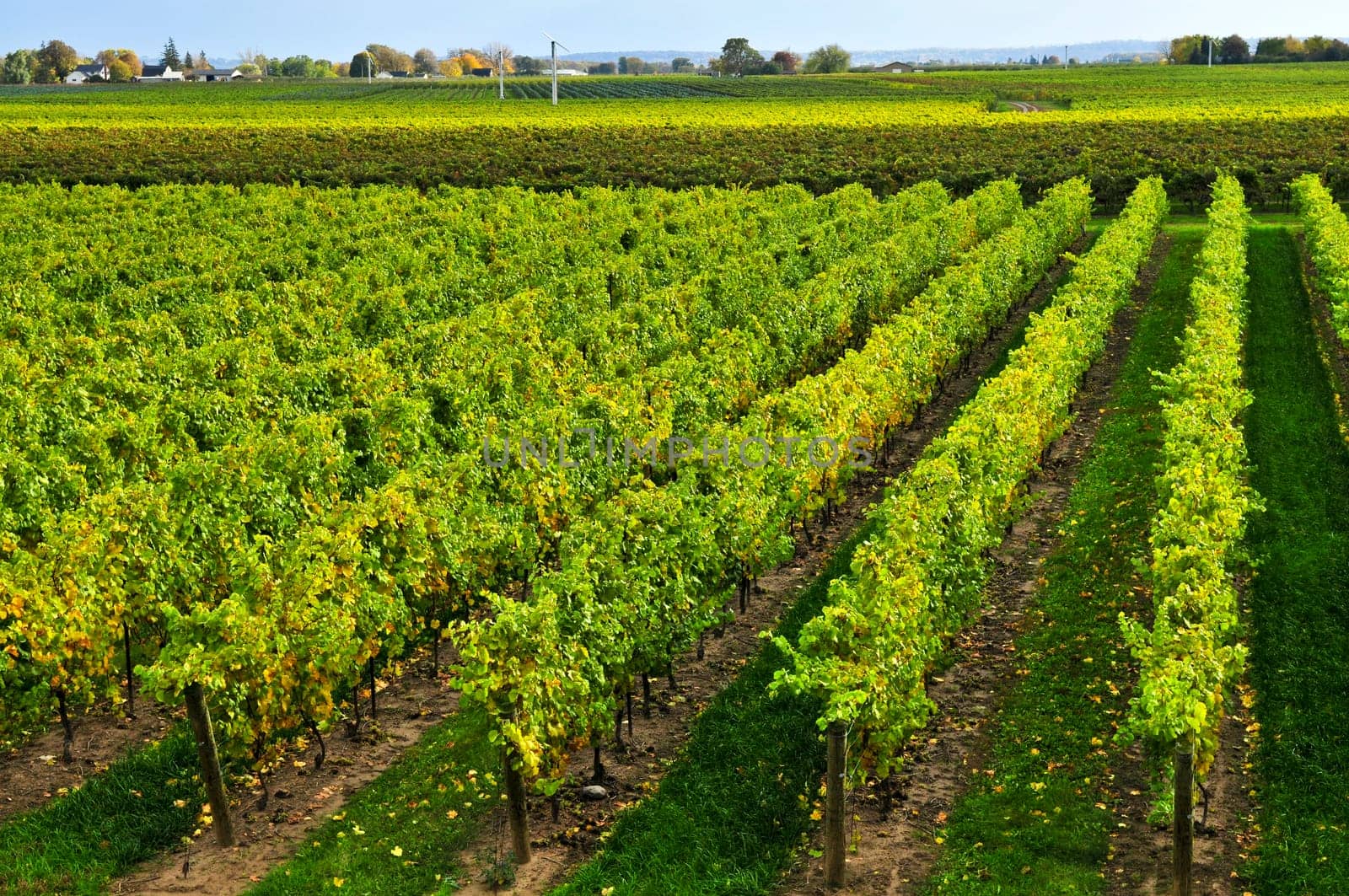 Vineyard
