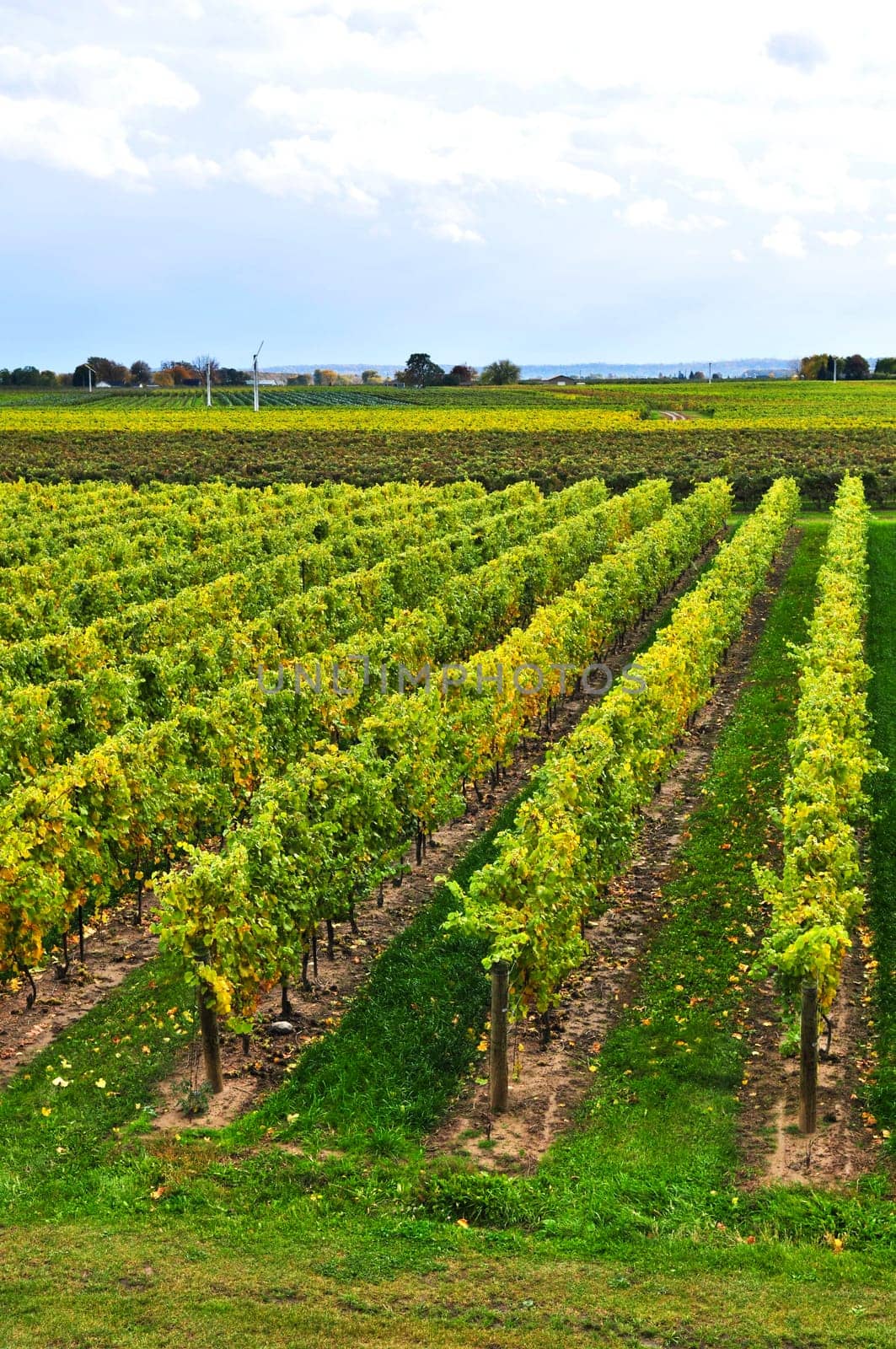Vineyard