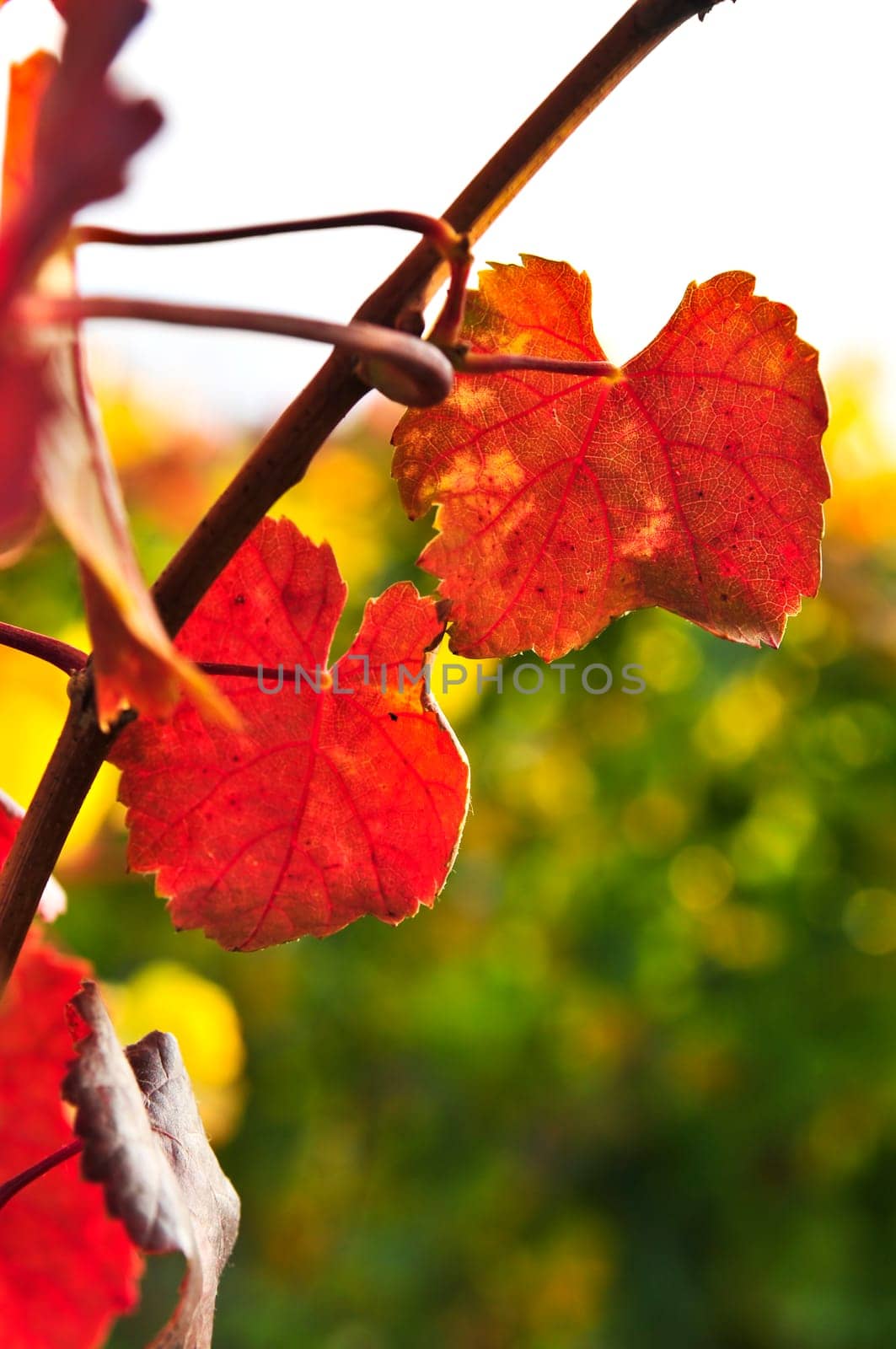 Closeup of vine leaves