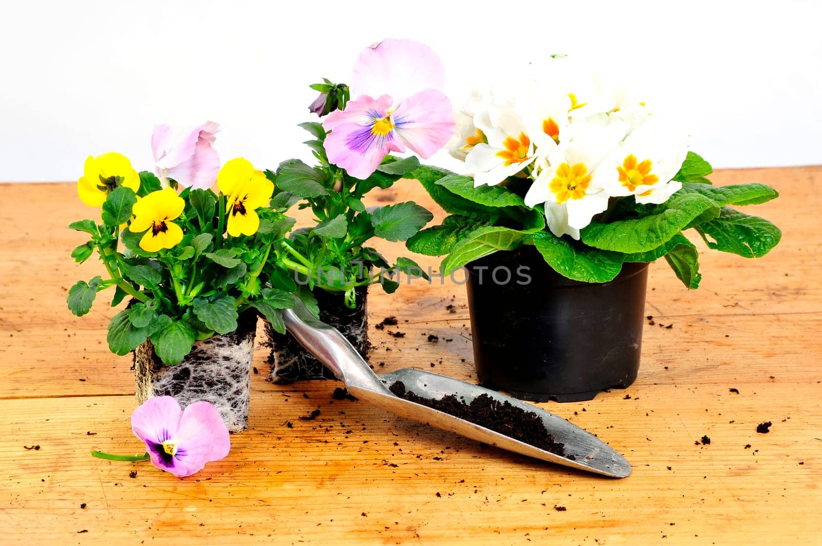 Planting Time Spring