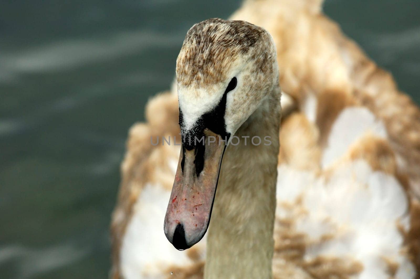 Young mute swan,Cygnus olor,with juvenile plumage