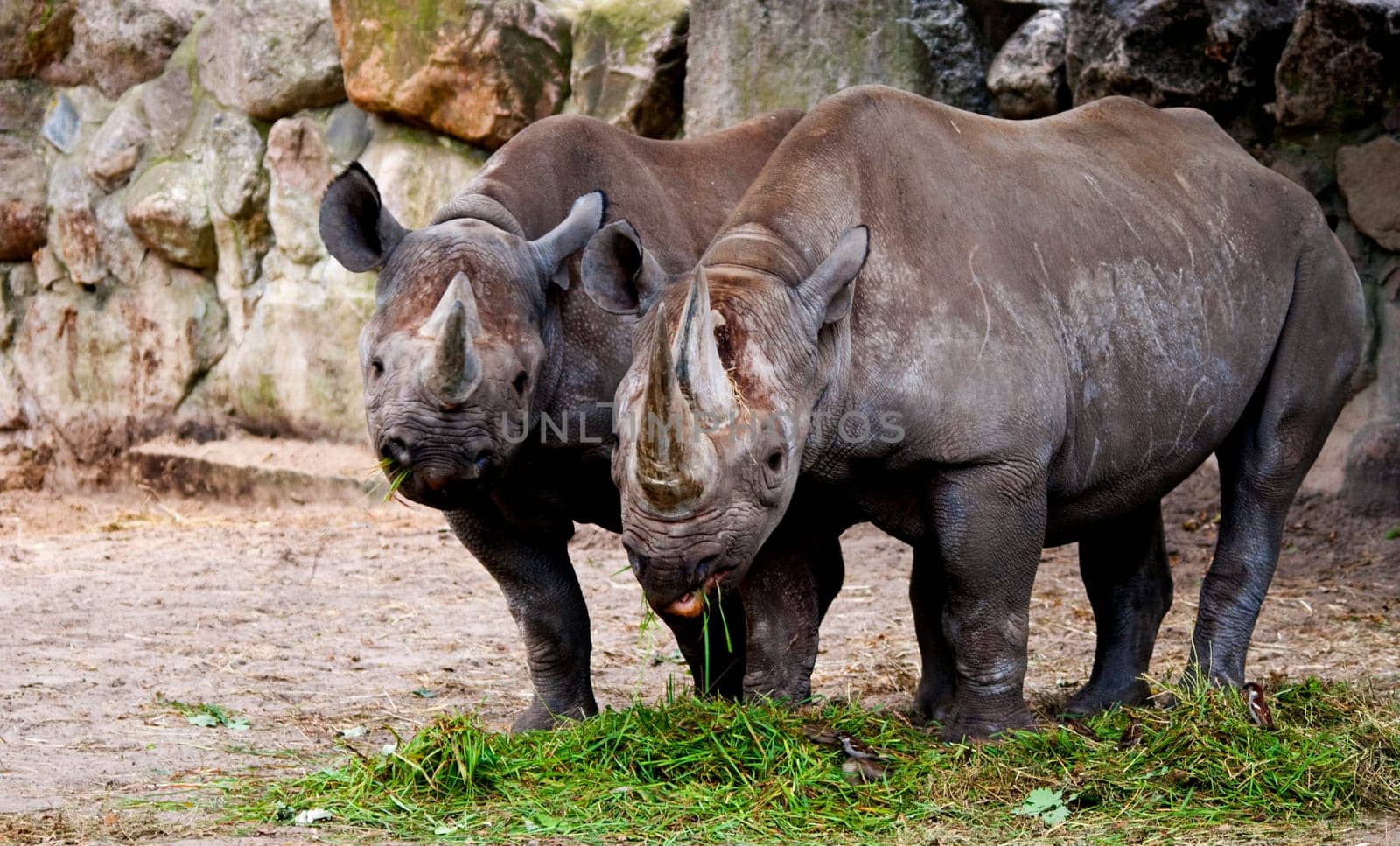 Rhinos