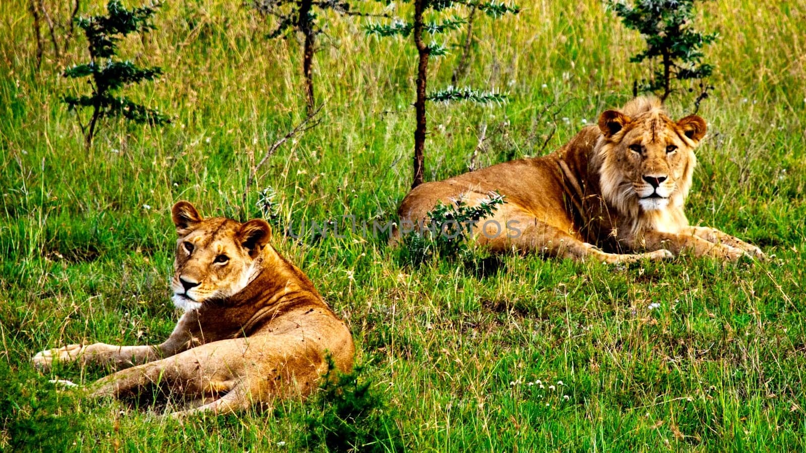 Lions