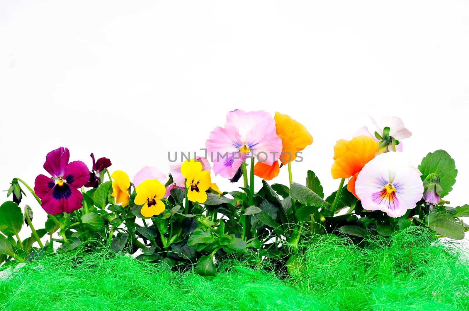 Flowers Background