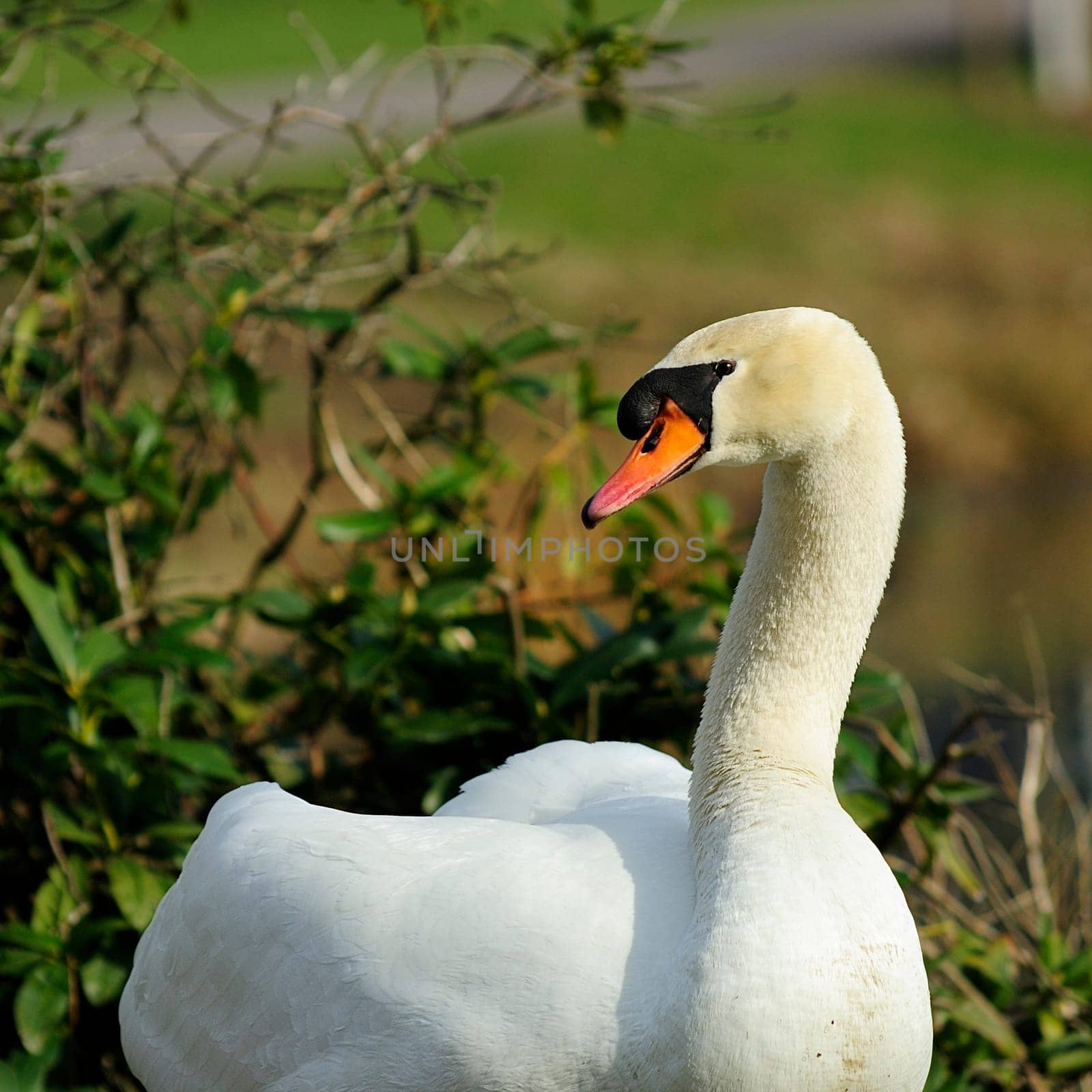Proud Swan