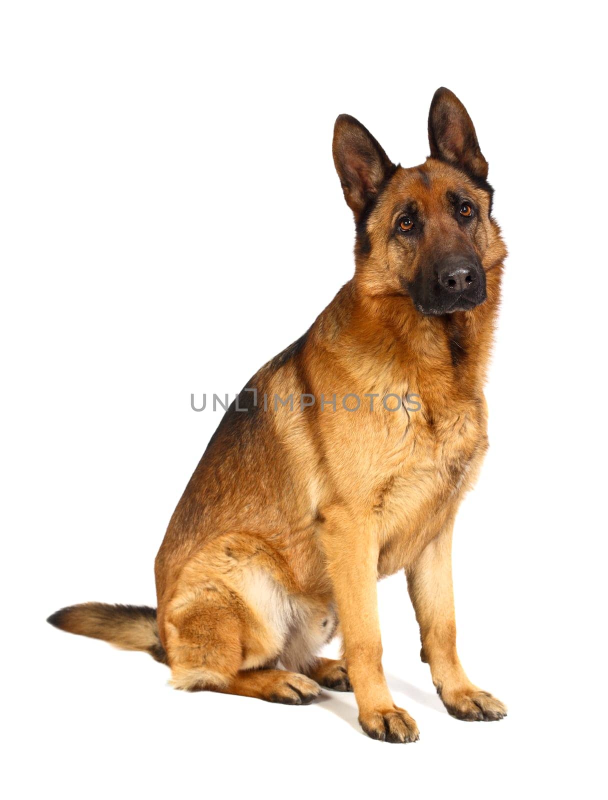 german shepard portrait