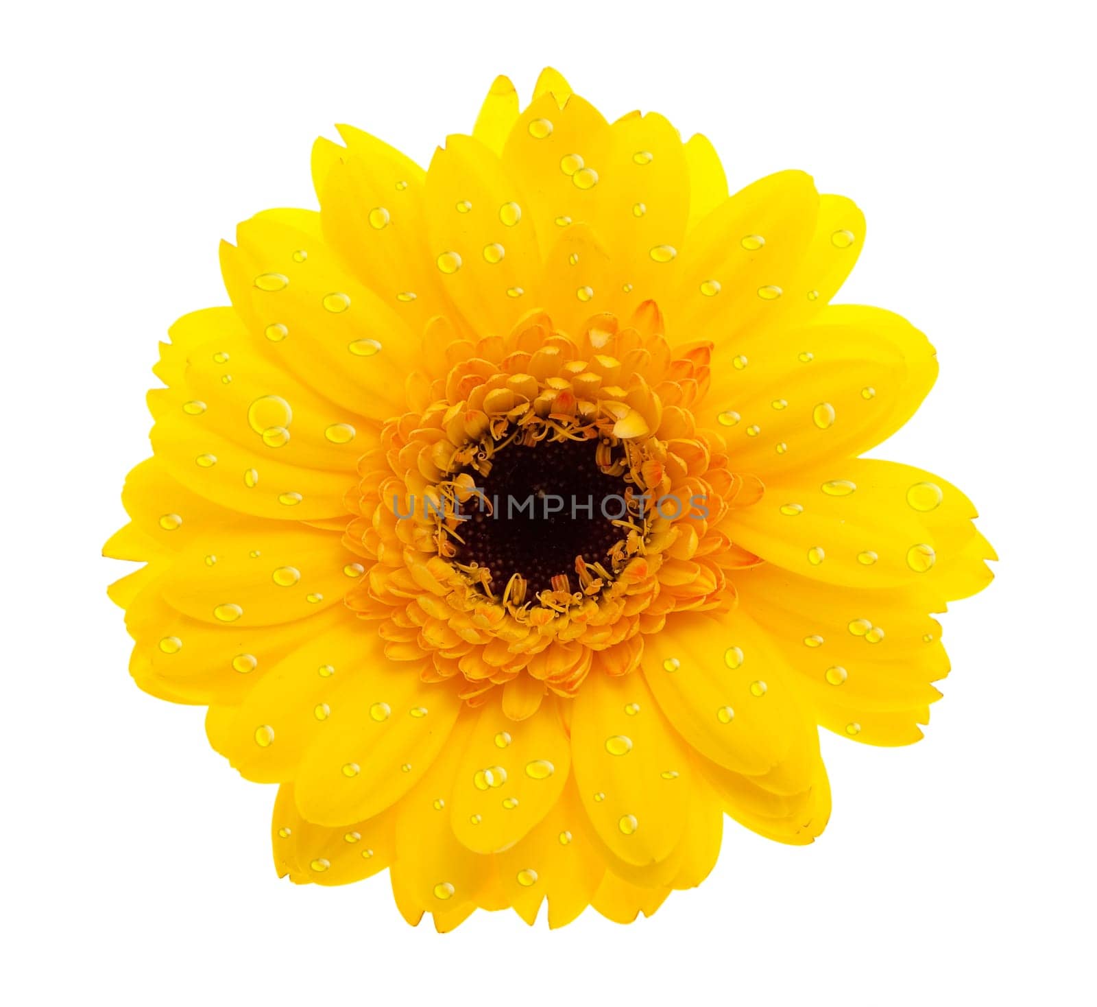 Gerbera yellow with water drops